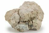 Bargain, Fossil Oreodont (Merycoidodon) Skull - South Dakota #249271-2